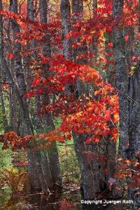 Fall Foliage Splendor in Acadia National Park